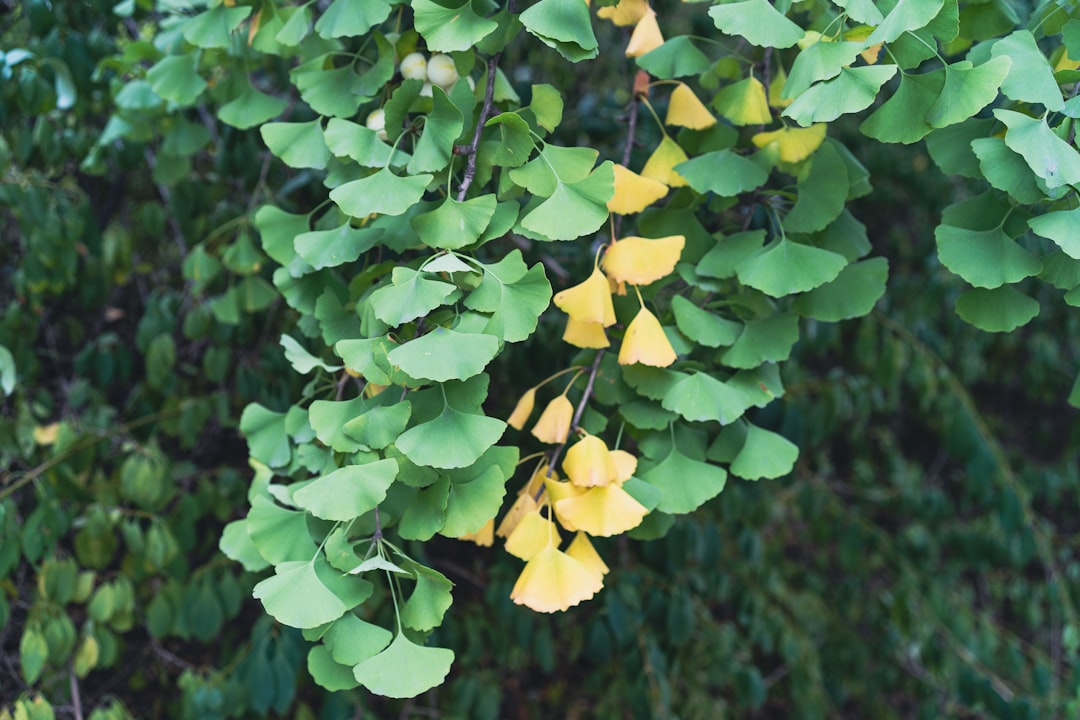 Photo Ginkgo biloba
