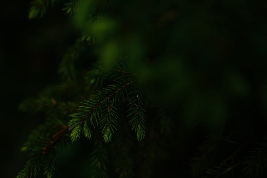 Photo zoloft