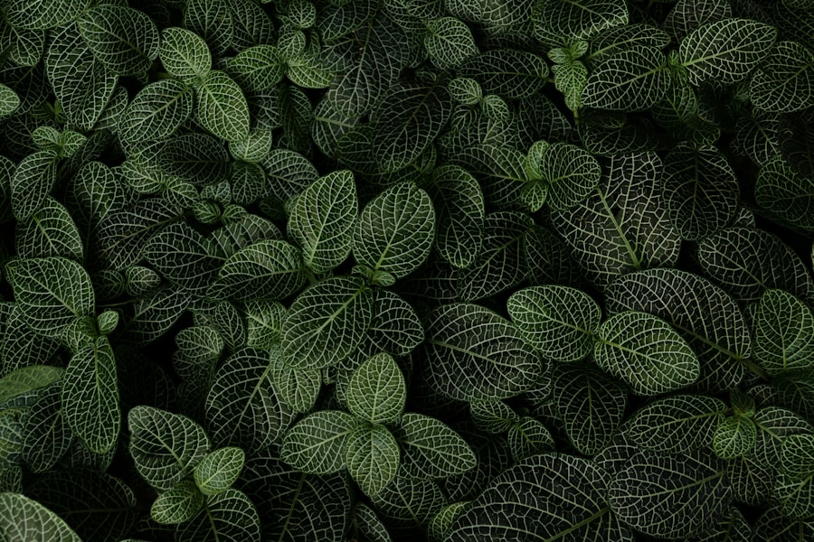 herbs for brain function