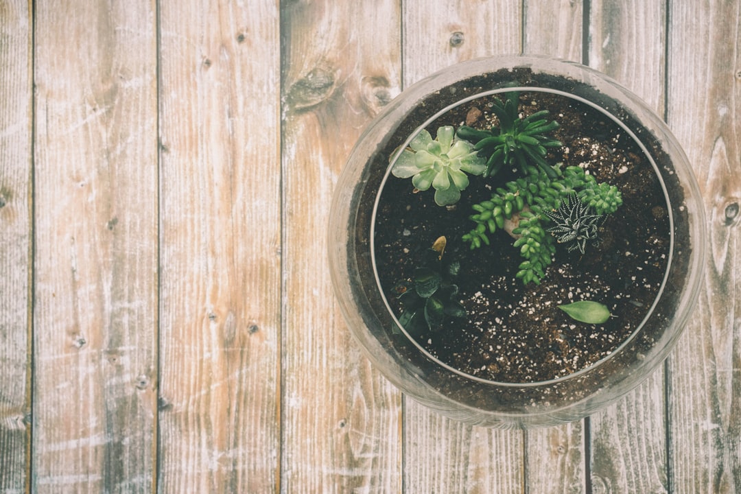 Photo herbs for brain function