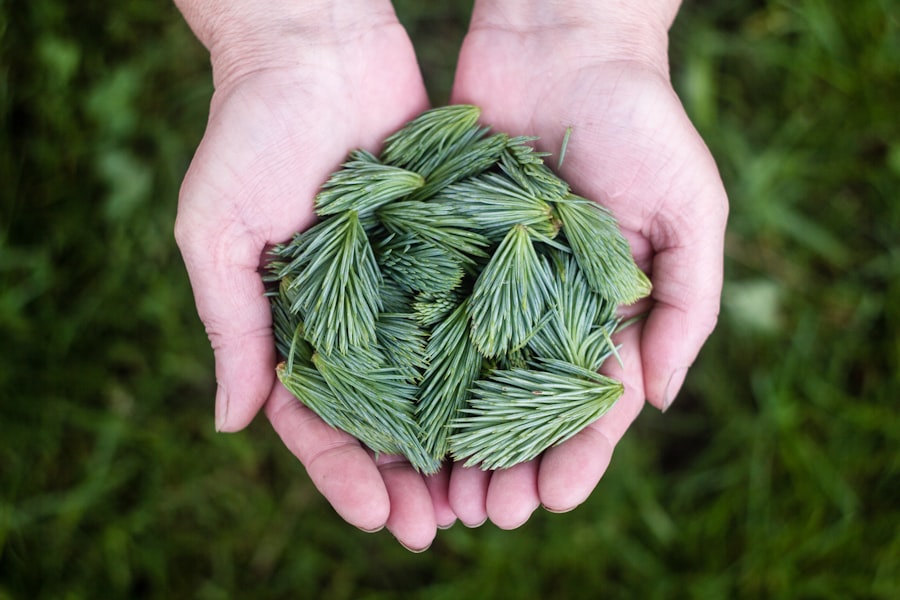 Photo herbs for brain function
